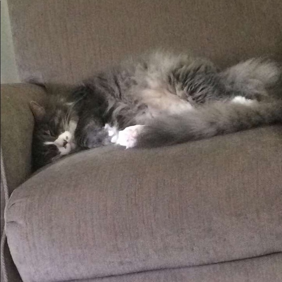 Meet your Posher, Sarah - Picture 1 of 1